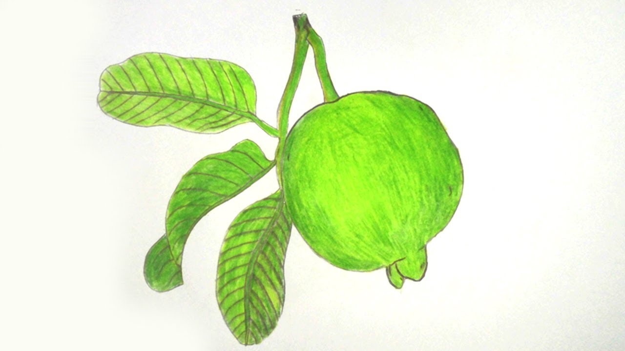 Guava Drawing at GetDrawings Free download