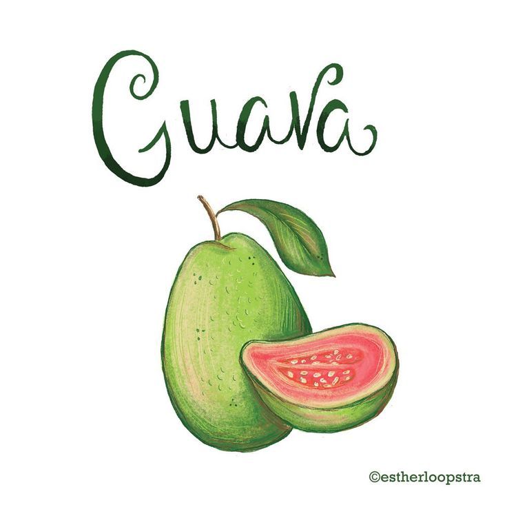 Guava Drawing at GetDrawings | Free download