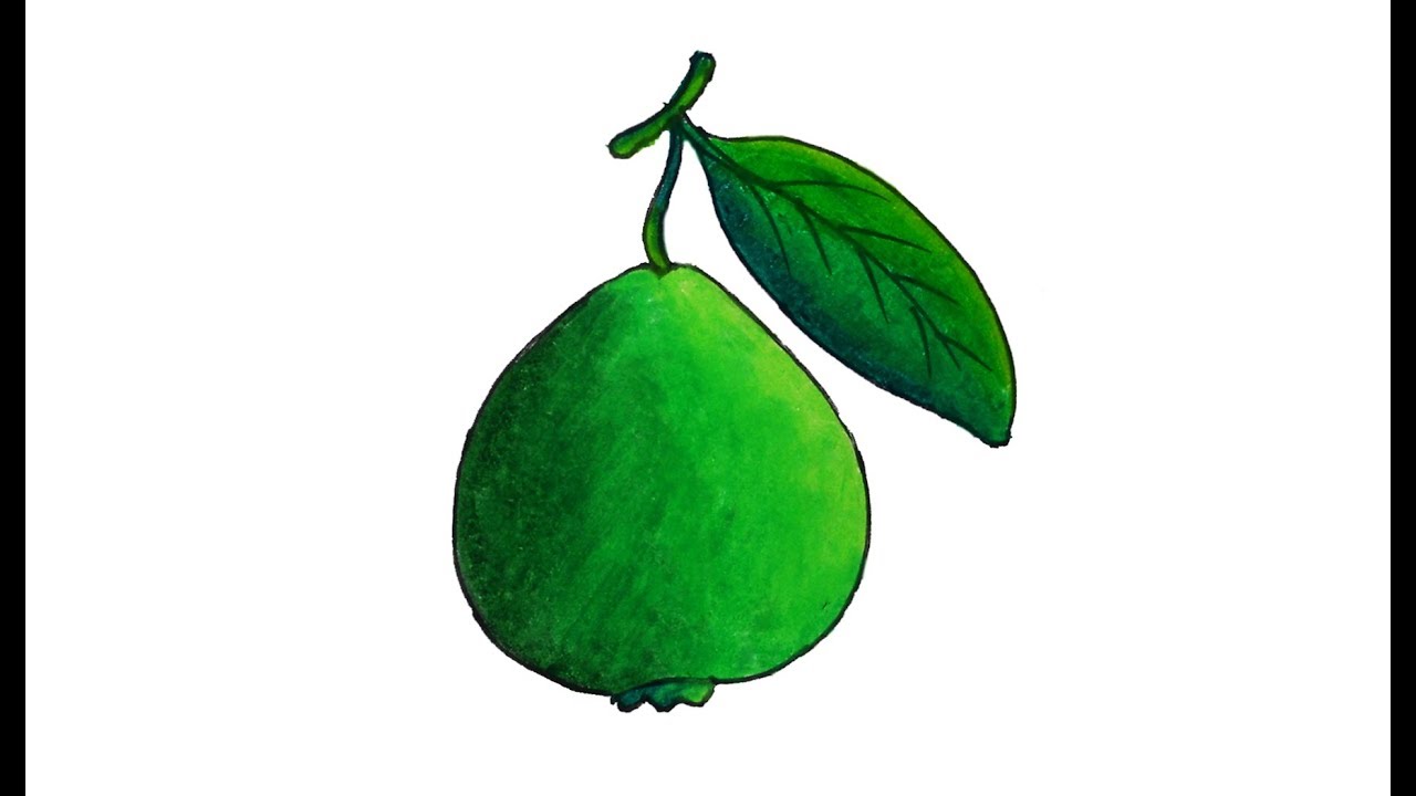 The best free Guava drawing images. Download from 49 free drawings of