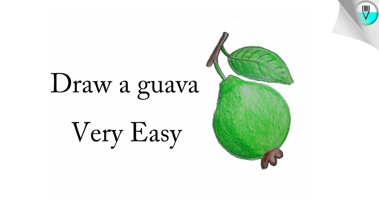 Guava Drawing at GetDrawings | Free download