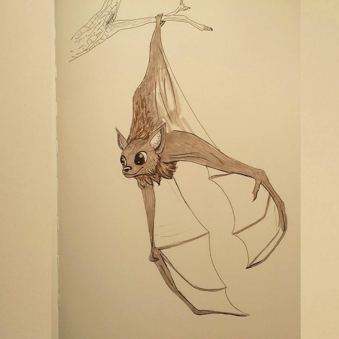 Hanging Bat Drawing at GetDrawings Free download
