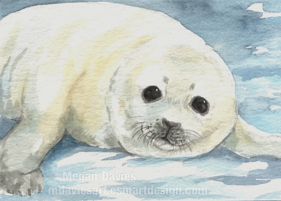 Harp Seal Drawing At Getdrawings Free Download