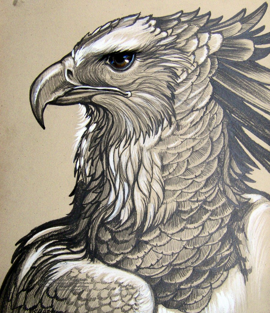 900x1046 Harpy Eagle By Galahawk.