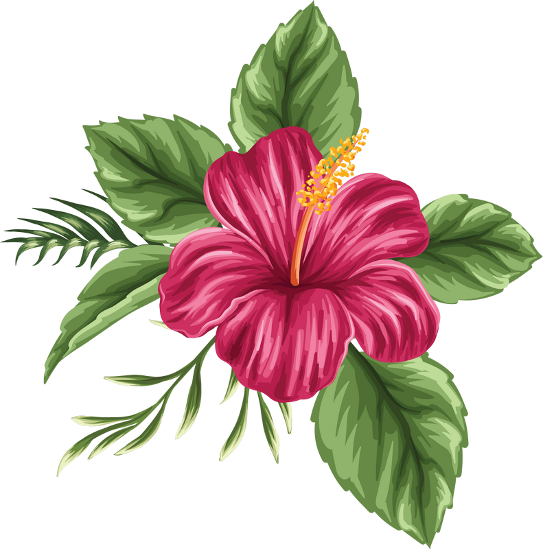 Hawaii Flower Drawing at GetDrawings Free download