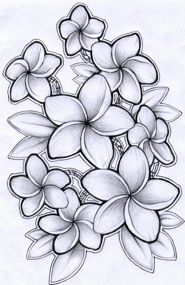 Hawaii Flowers Drawing at GetDrawings Free download