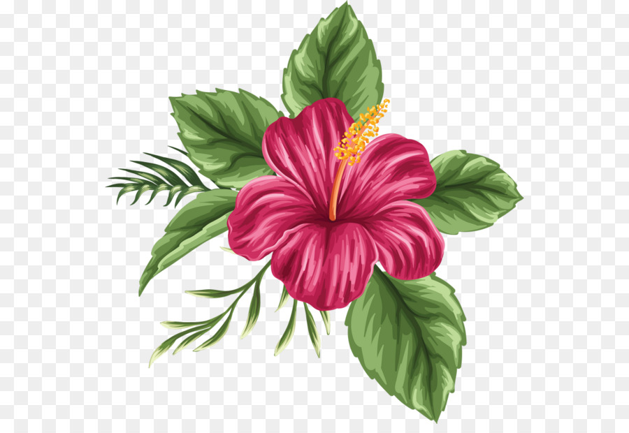 Hawaiiflowers Drawing at GetDrawings | Free download