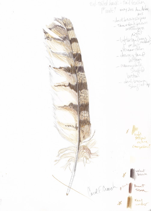 Hawk Feather Drawing at GetDrawings Free download