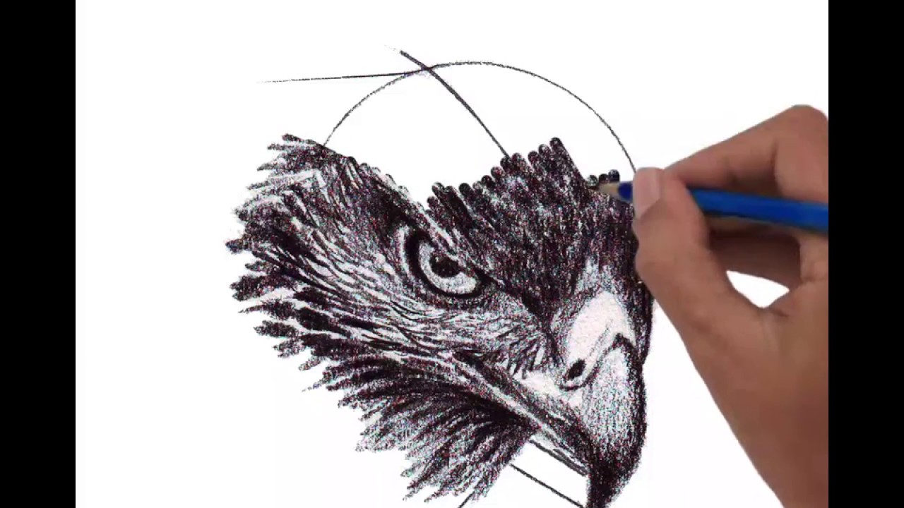 Hawk Head Drawing at GetDrawings Free download
