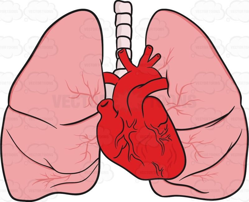 Heart And Lungs Drawing at GetDrawings Free download