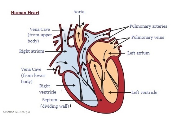 human-heart-drawing-simple-at-paintingvalley-explore-collection