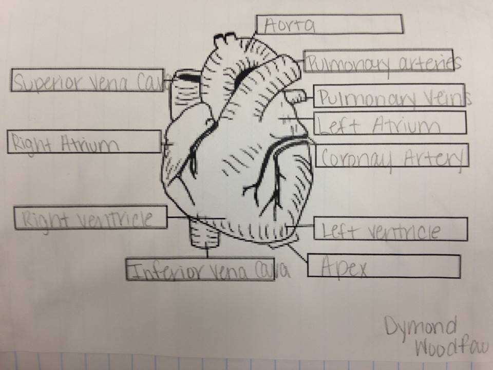 Heart Diagram Drawing at GetDrawings | Free download