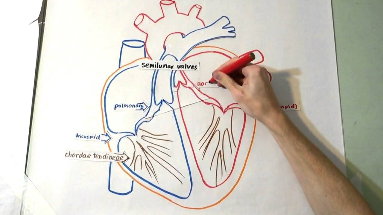 human heart drawing simple step by step