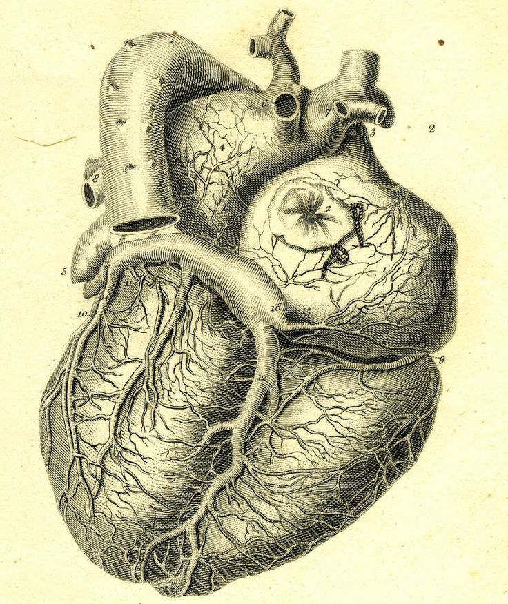 Heart Organ Drawing at GetDrawings | Free download