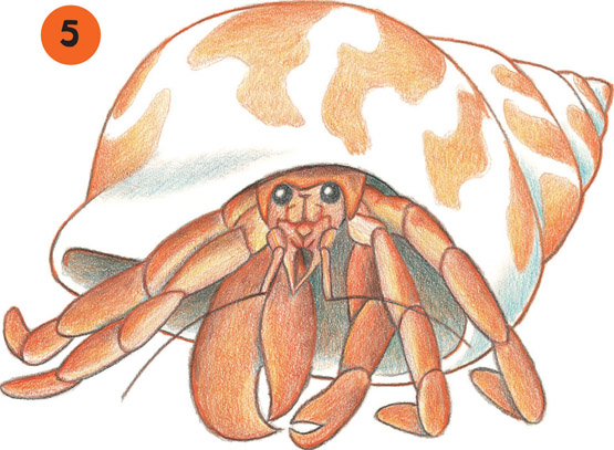 Hermit Crab Drawing At GetDrawings | Free Download