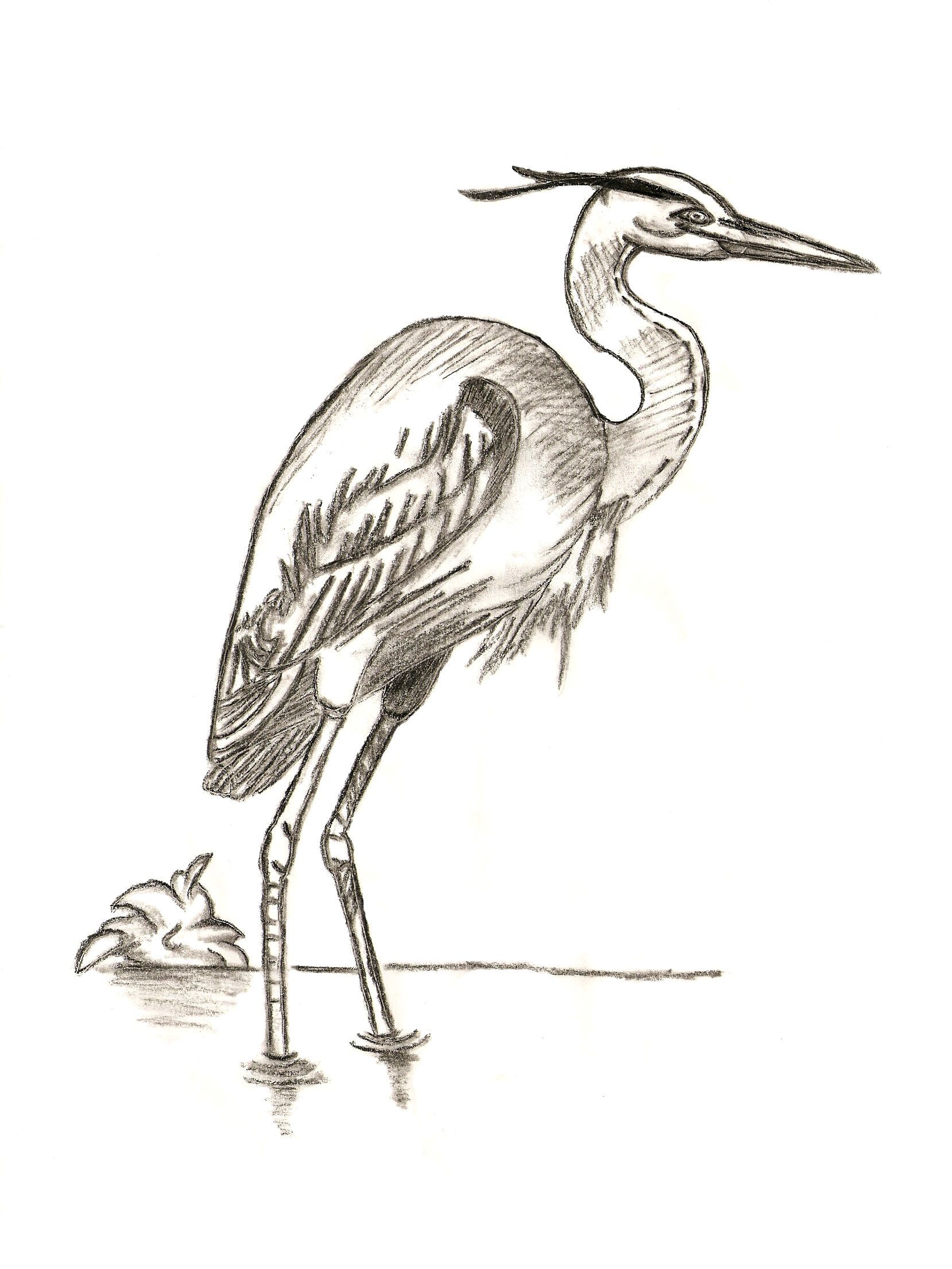 Heron Drawing at GetDrawings | Free download