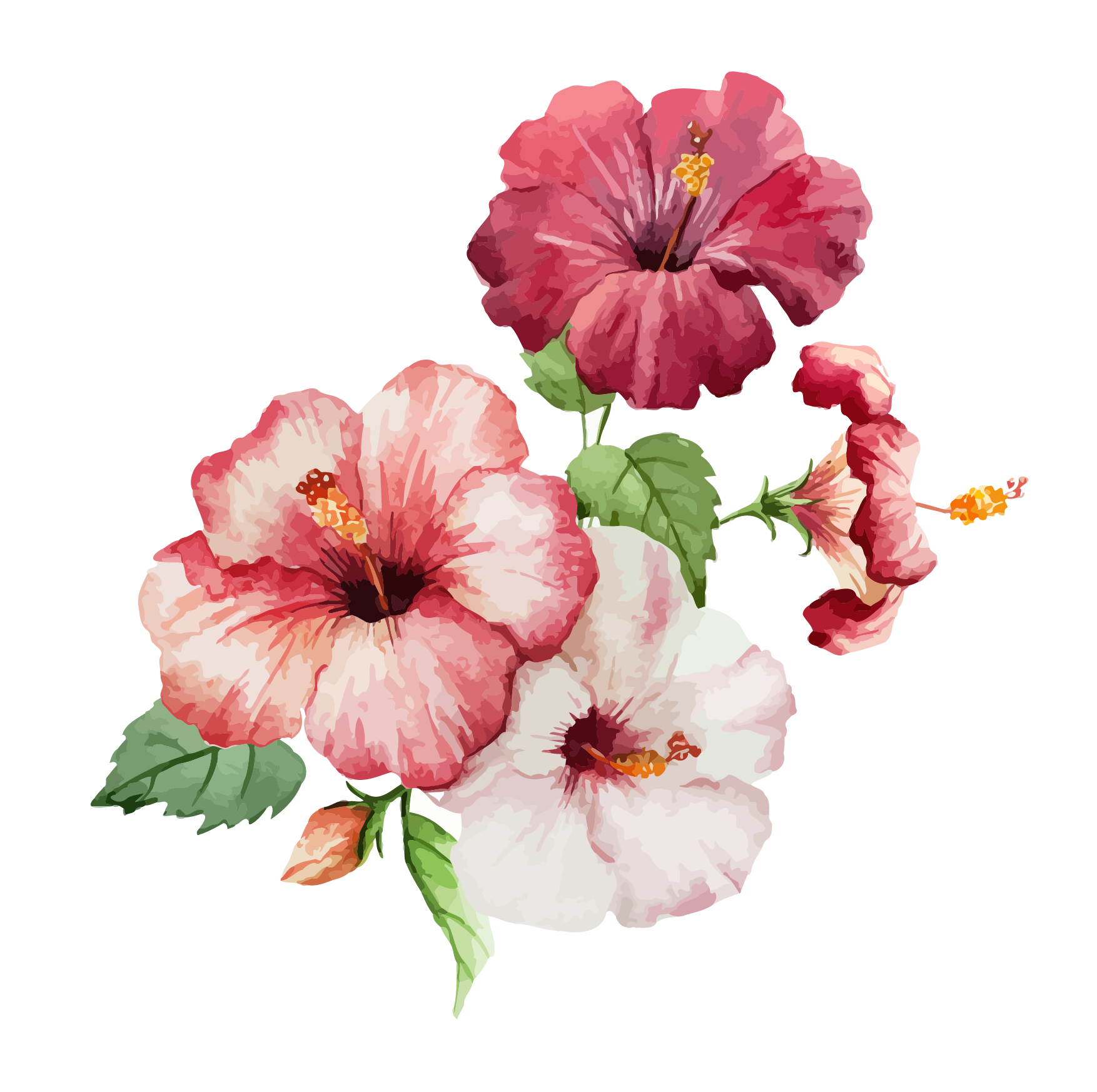 Simple Hibiscus Flower Drawing Color