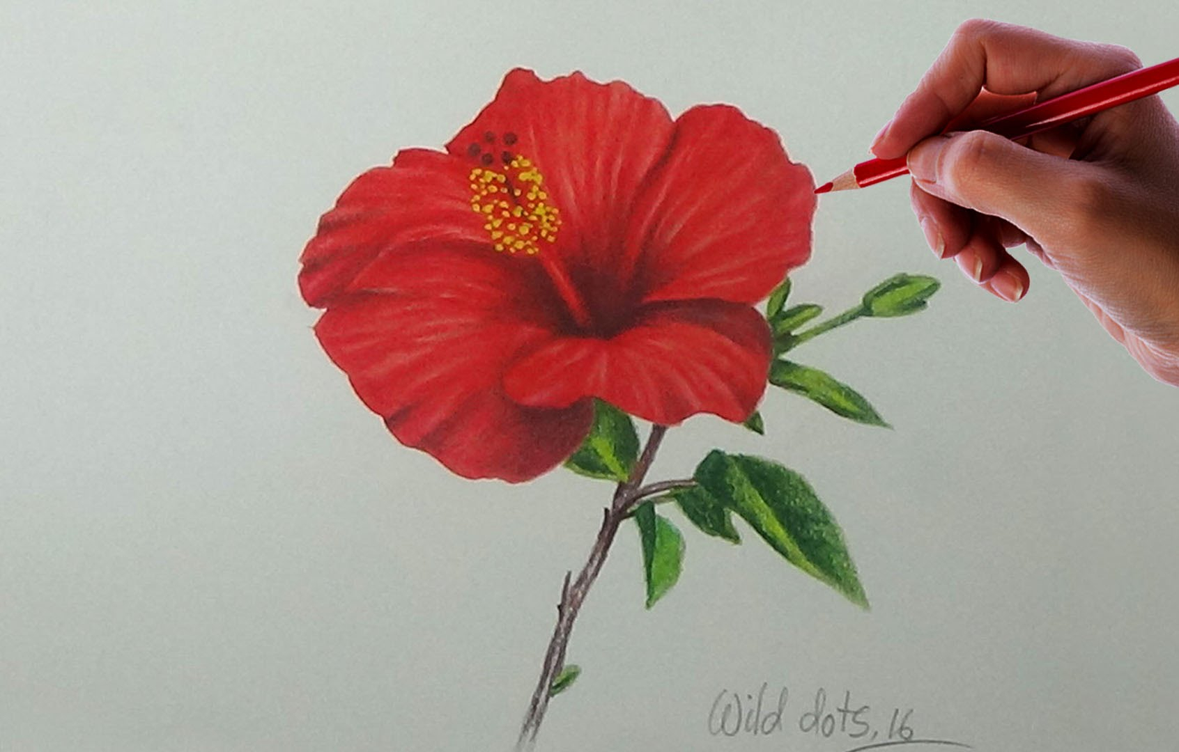 Hibiscus Flowers Drawing at GetDrawings Free download