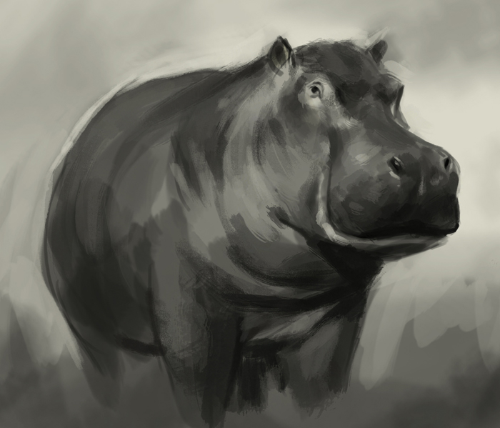 Hippo Face Drawing at GetDrawings Free download