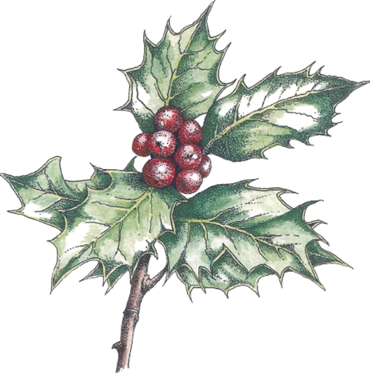 Holly Berries Drawing at GetDrawings Free download