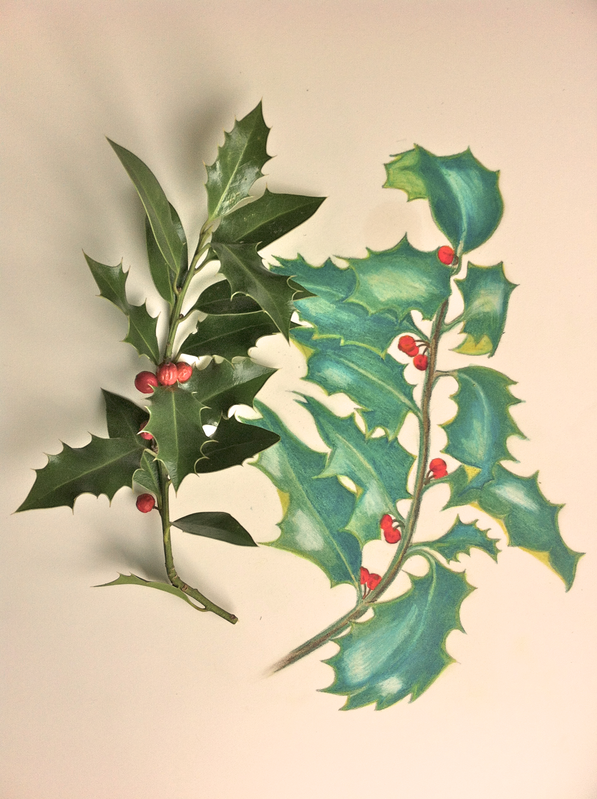 Holly Leaf Drawing at GetDrawings Free download