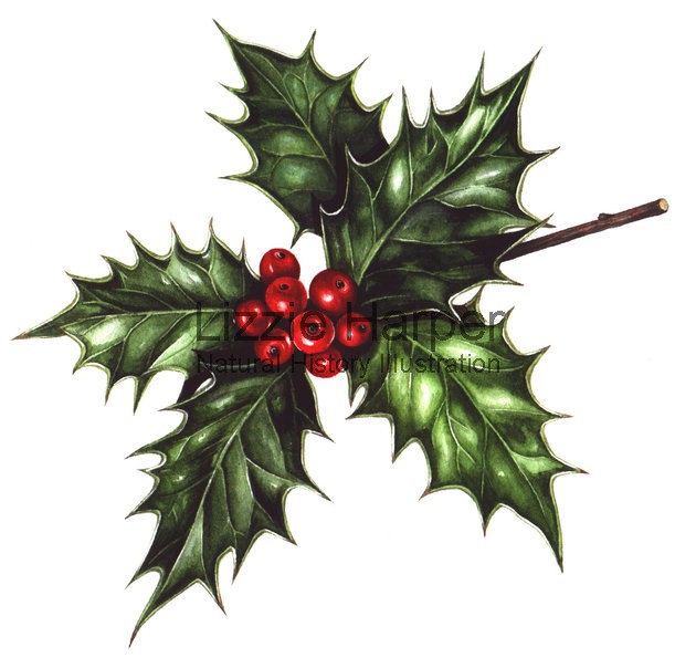 Holly Leaf Drawing at GetDrawings Free download