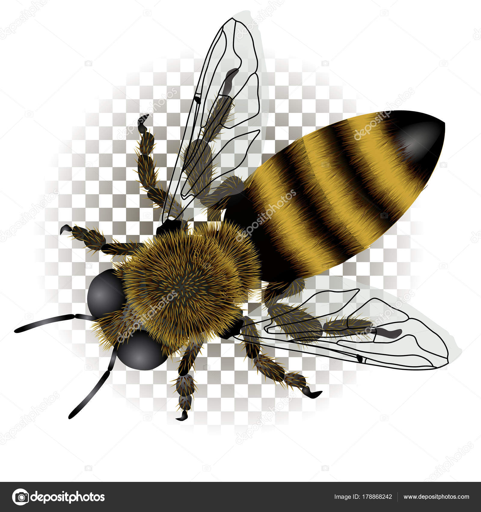 Honeybee Drawing at GetDrawings | Free download