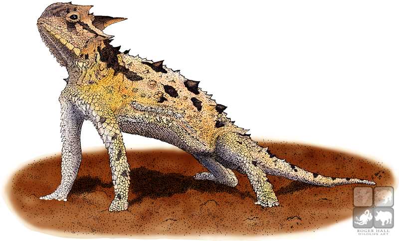 Amazing How To Draw A Texas Horned Lizard in the world Don t miss out 