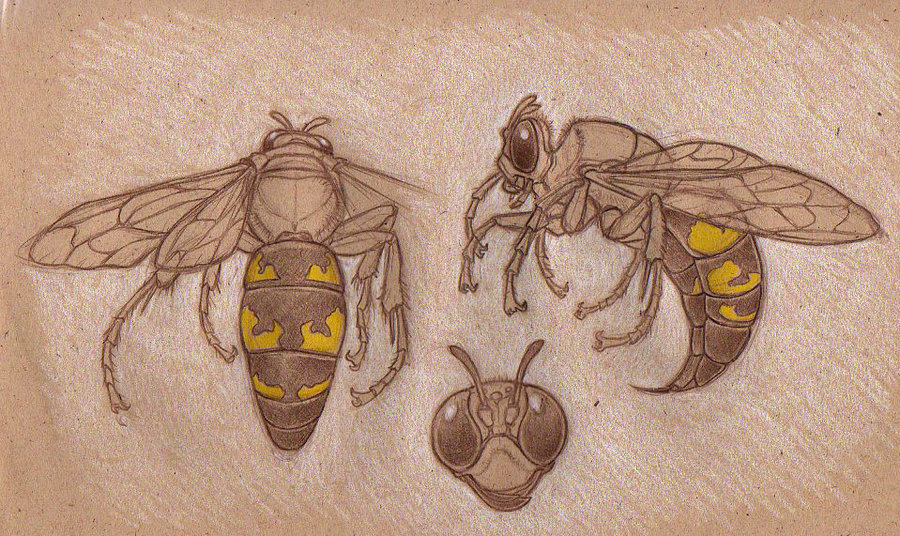 Hornet Drawing at GetDrawings | Free download