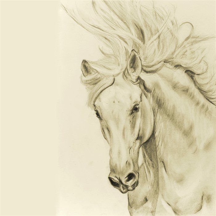 horse body drawing