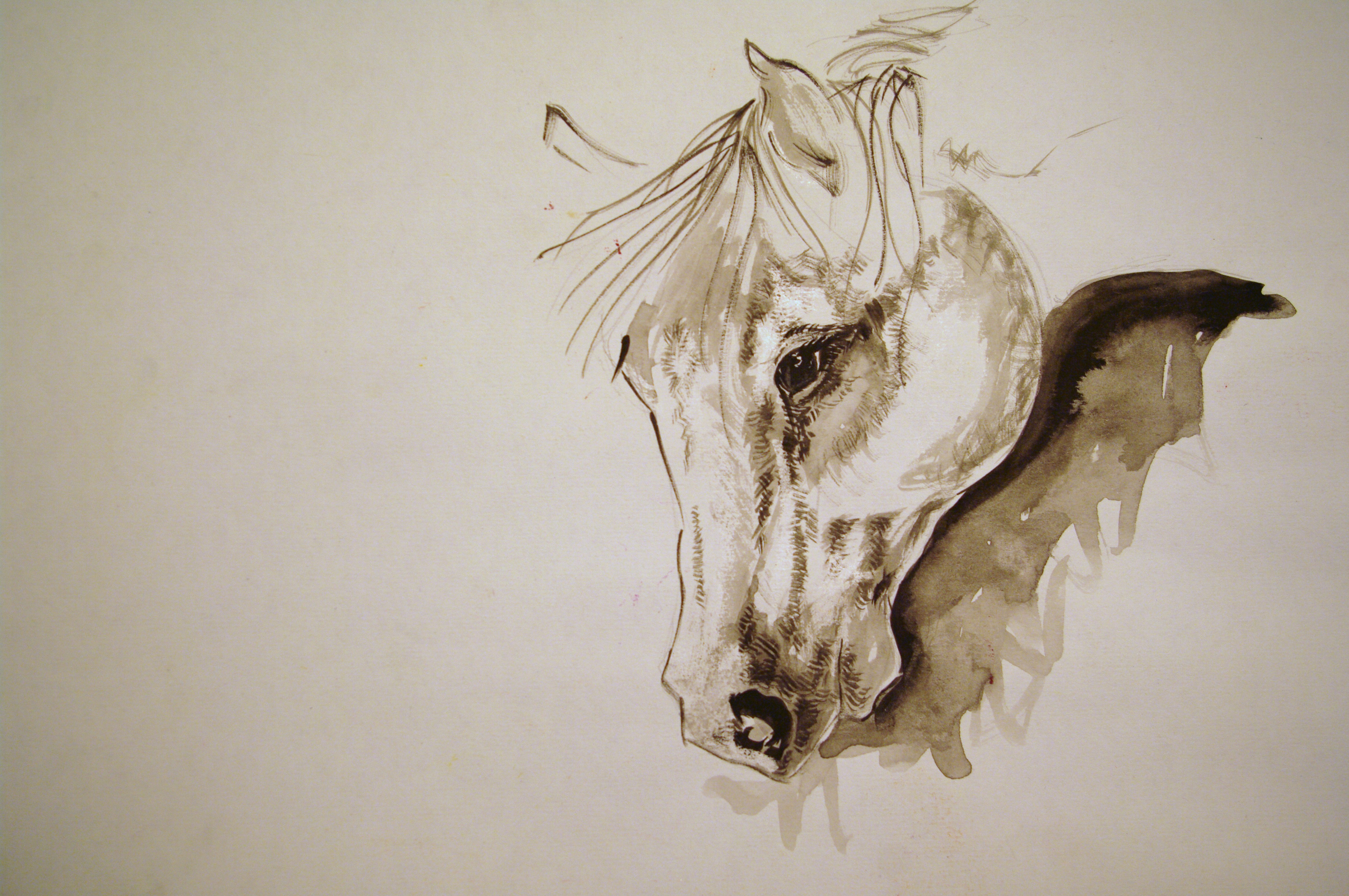 horse body drawing