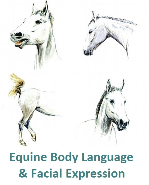 horse body drawing