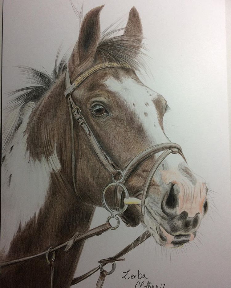 horse sketch art