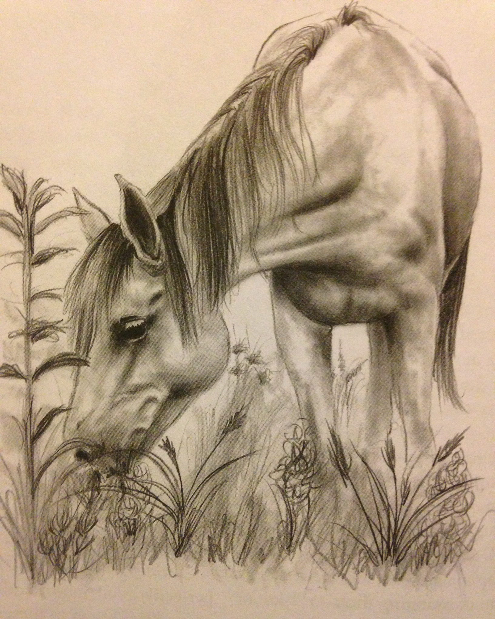 horse heart sketch