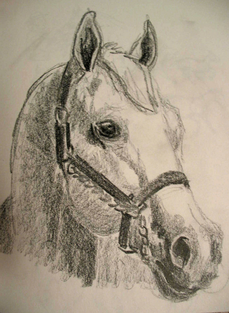 horse drawing head