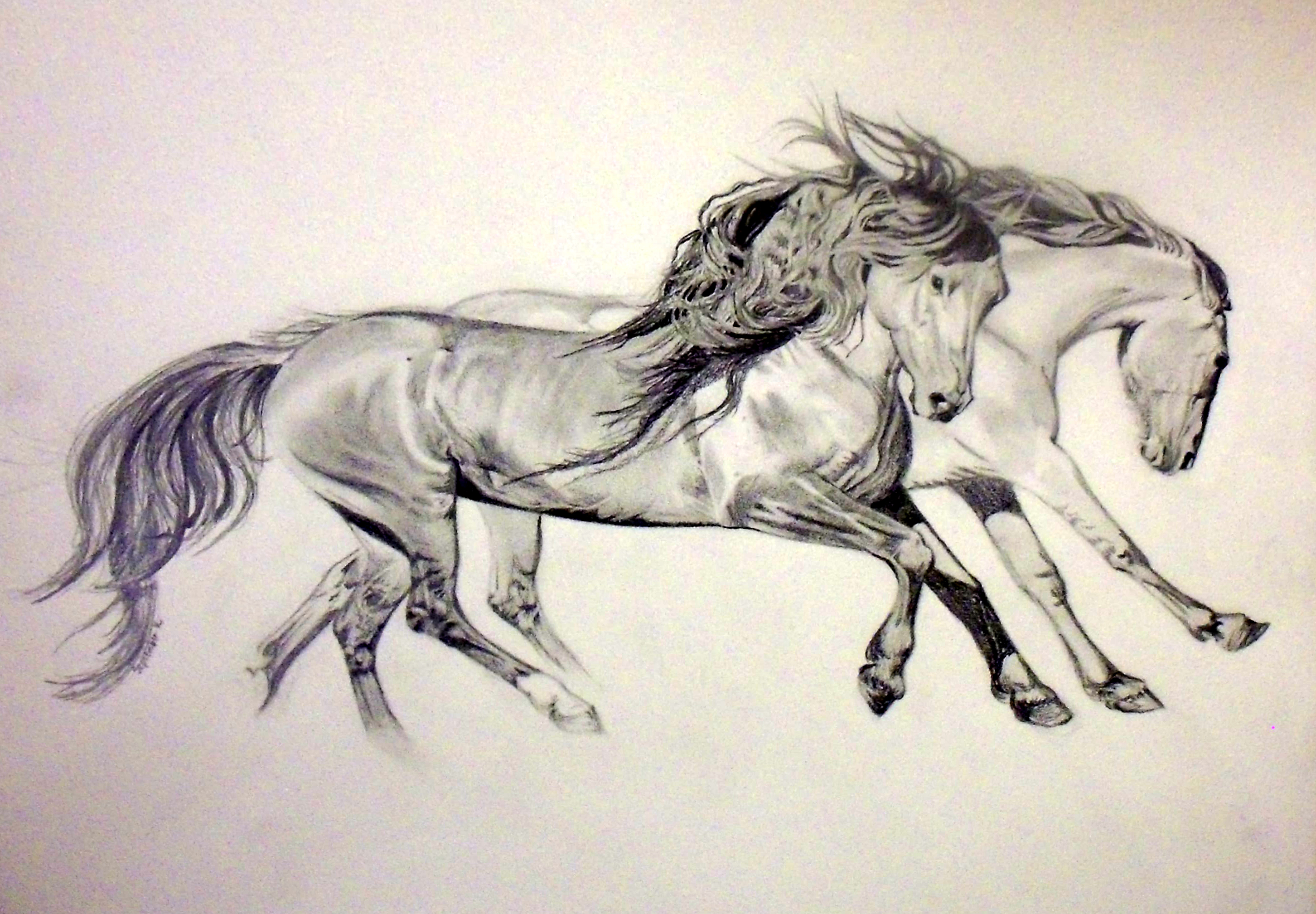 Sketches Of Horses Running - Miinullekko