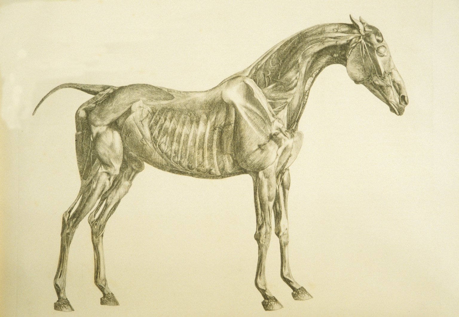 Horse Skeleton Drawing at GetDrawings Free download