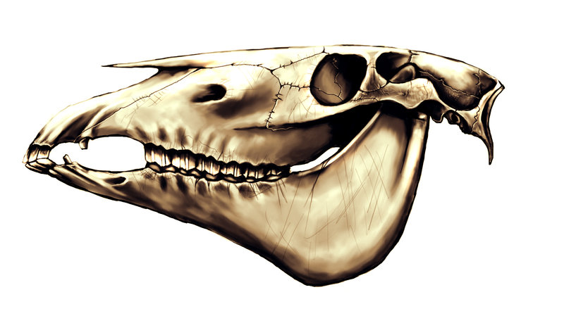 Как нарисовать череп лошади