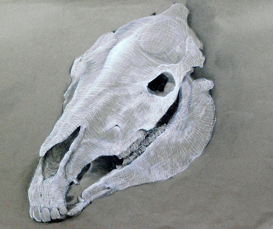 Horse Skull Drawing at GetDrawings | Free download