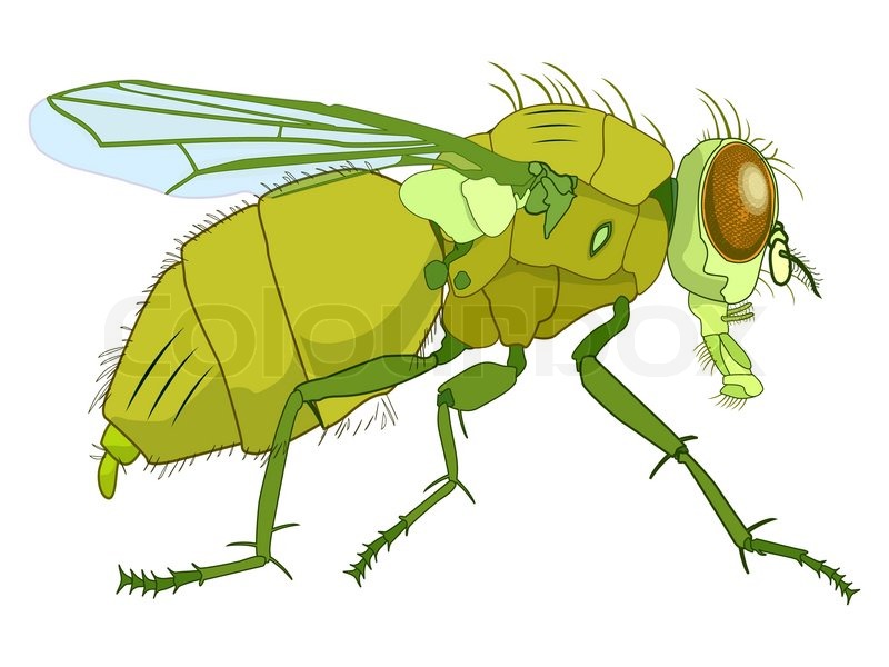 House Fly Drawing at GetDrawings Free download