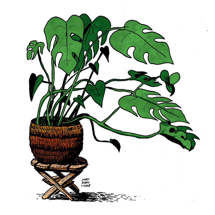 House Plant Drawing At GetDrawings Free Download