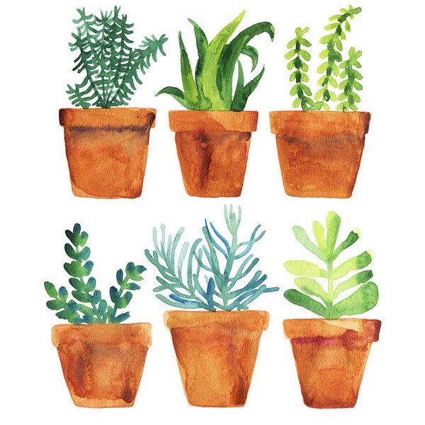 House Plant Drawing at GetDrawings | Free download