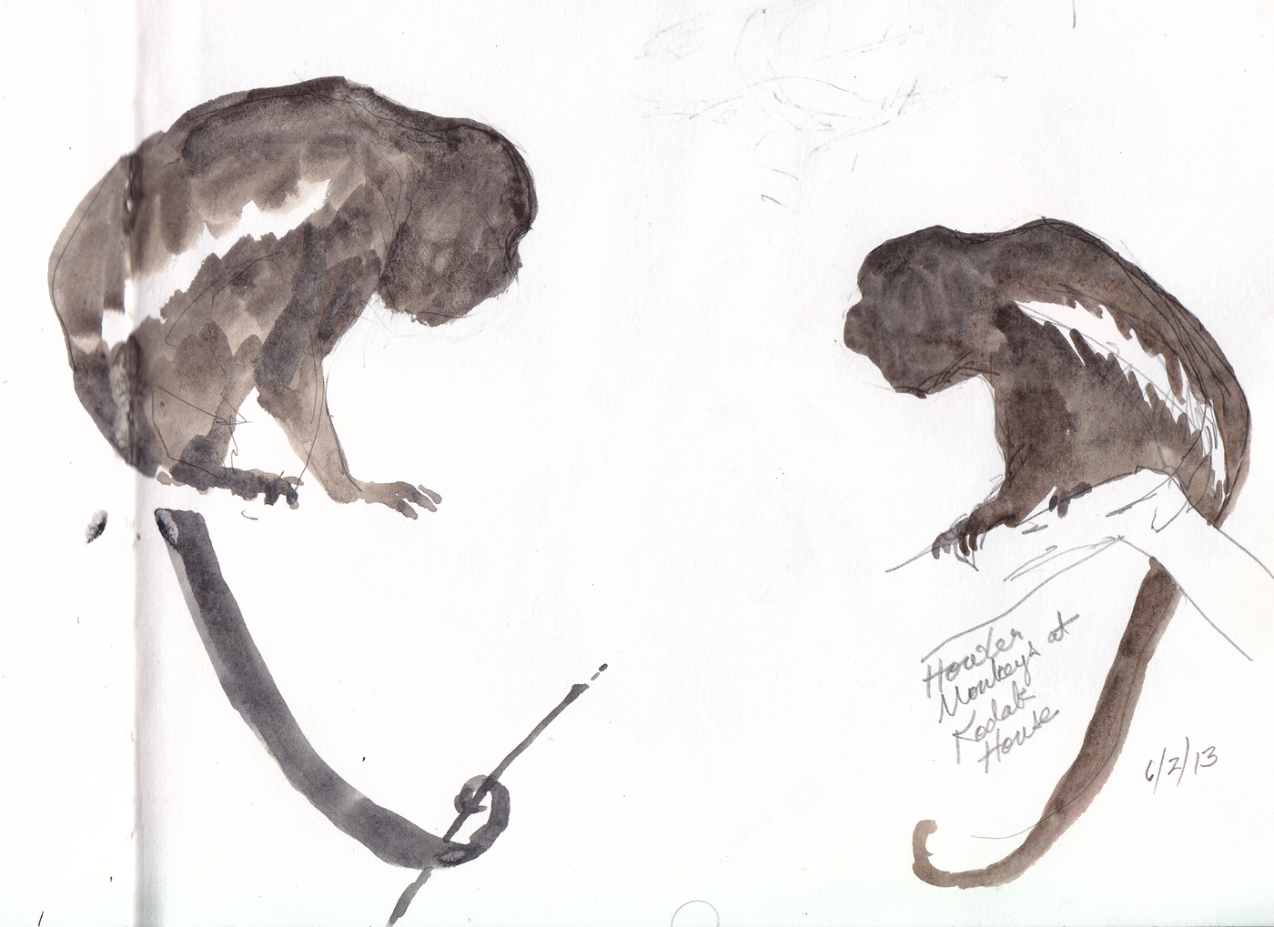 Howler Monkey Drawing at GetDrawings Free download