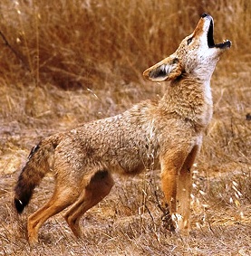 coyote howling