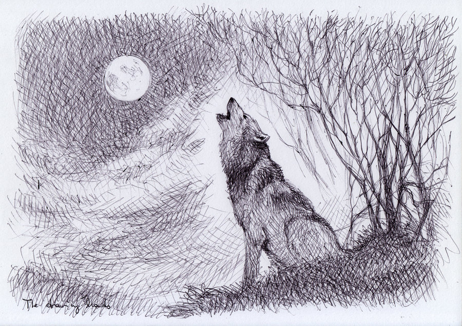 Howling Wolf Drawing at GetDrawings | Free download