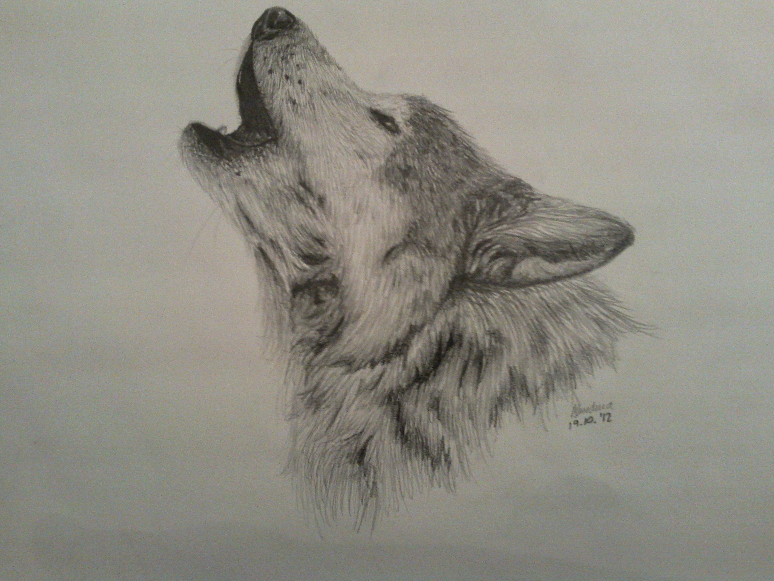 Howling Wolf Head Drawing at GetDrawings Free download