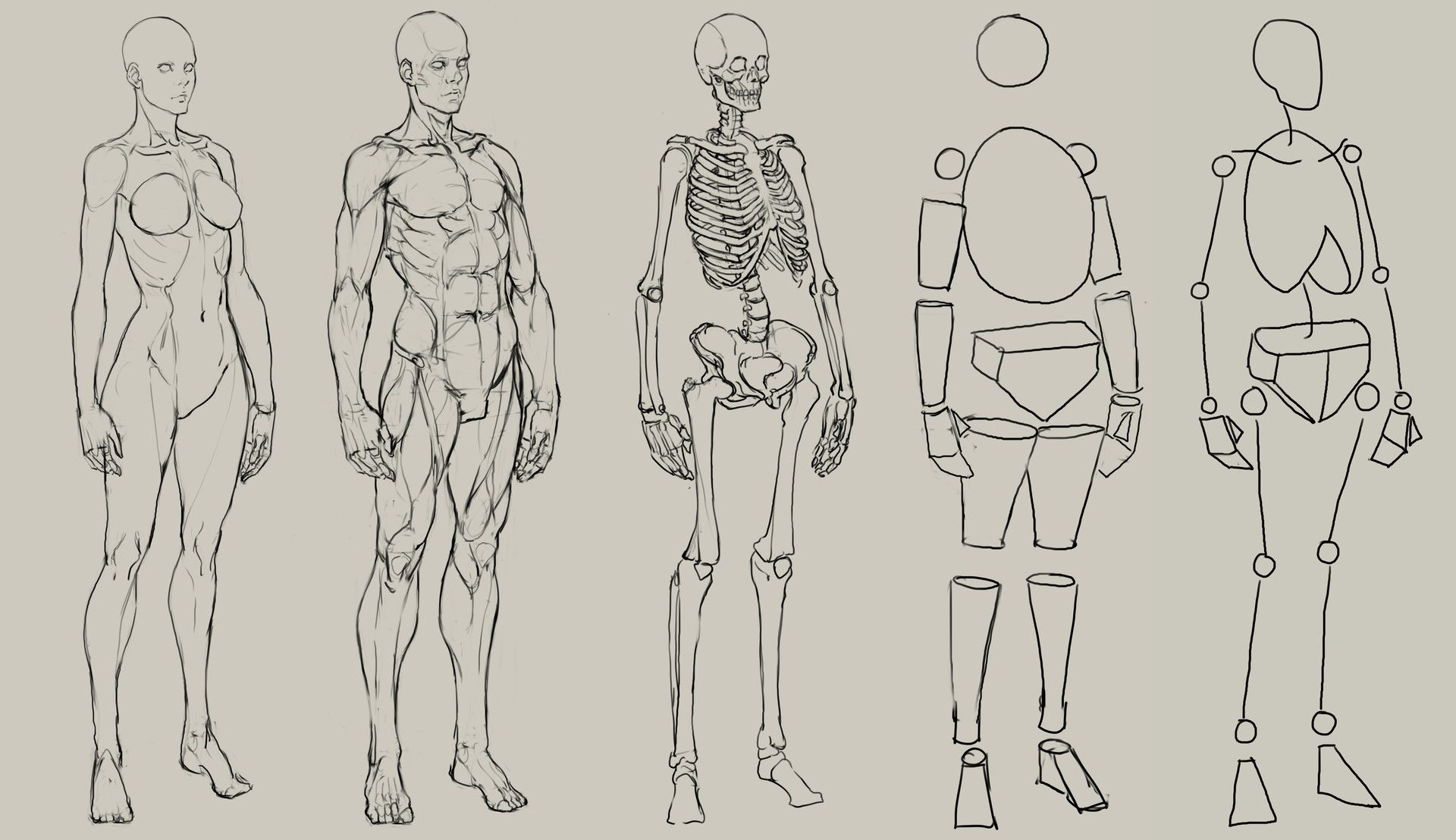 Human Anatomy Drawing at GetDrawings | Free download
