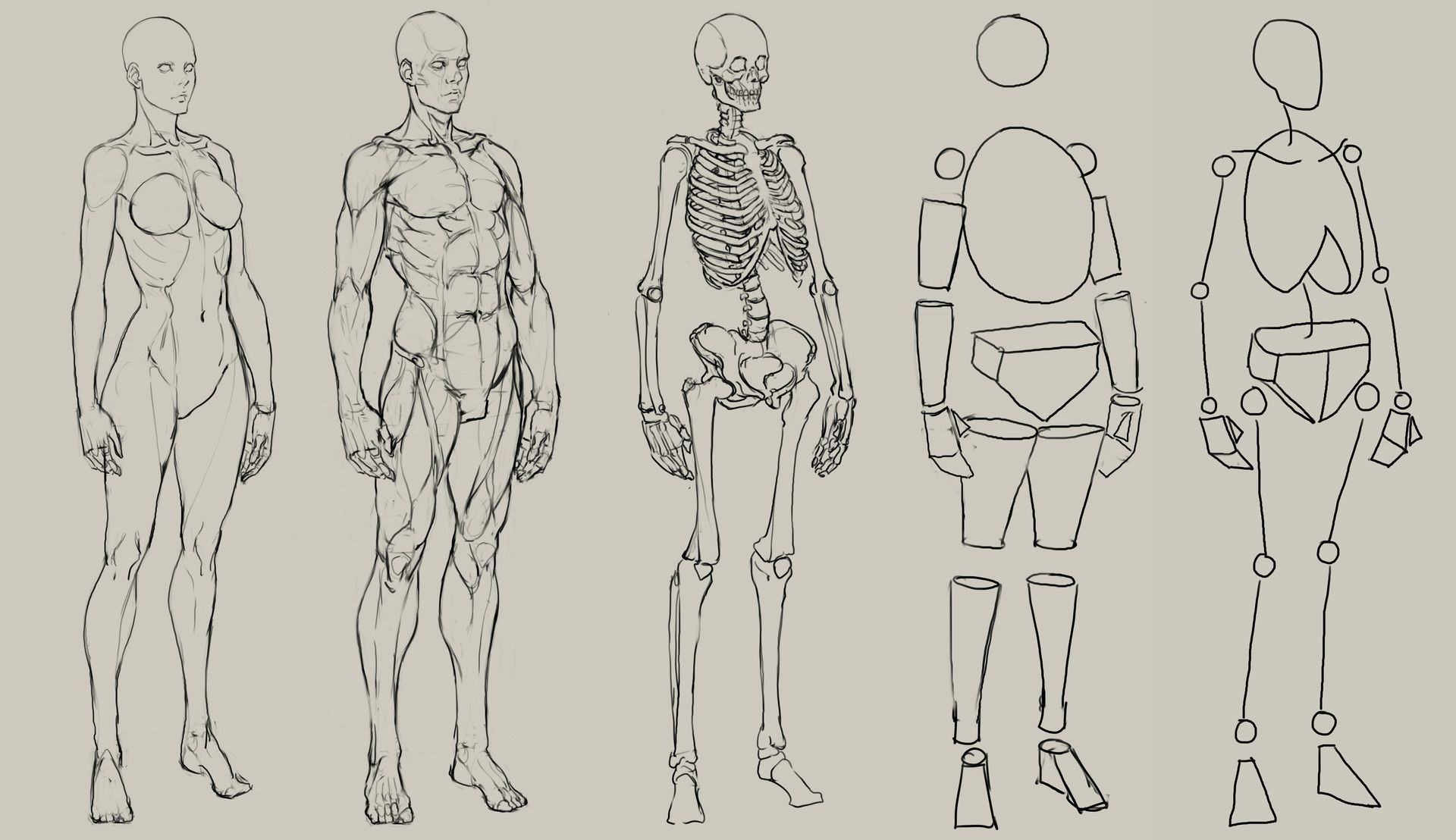 human anatomy sketch