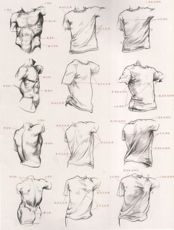 human body structure drawing