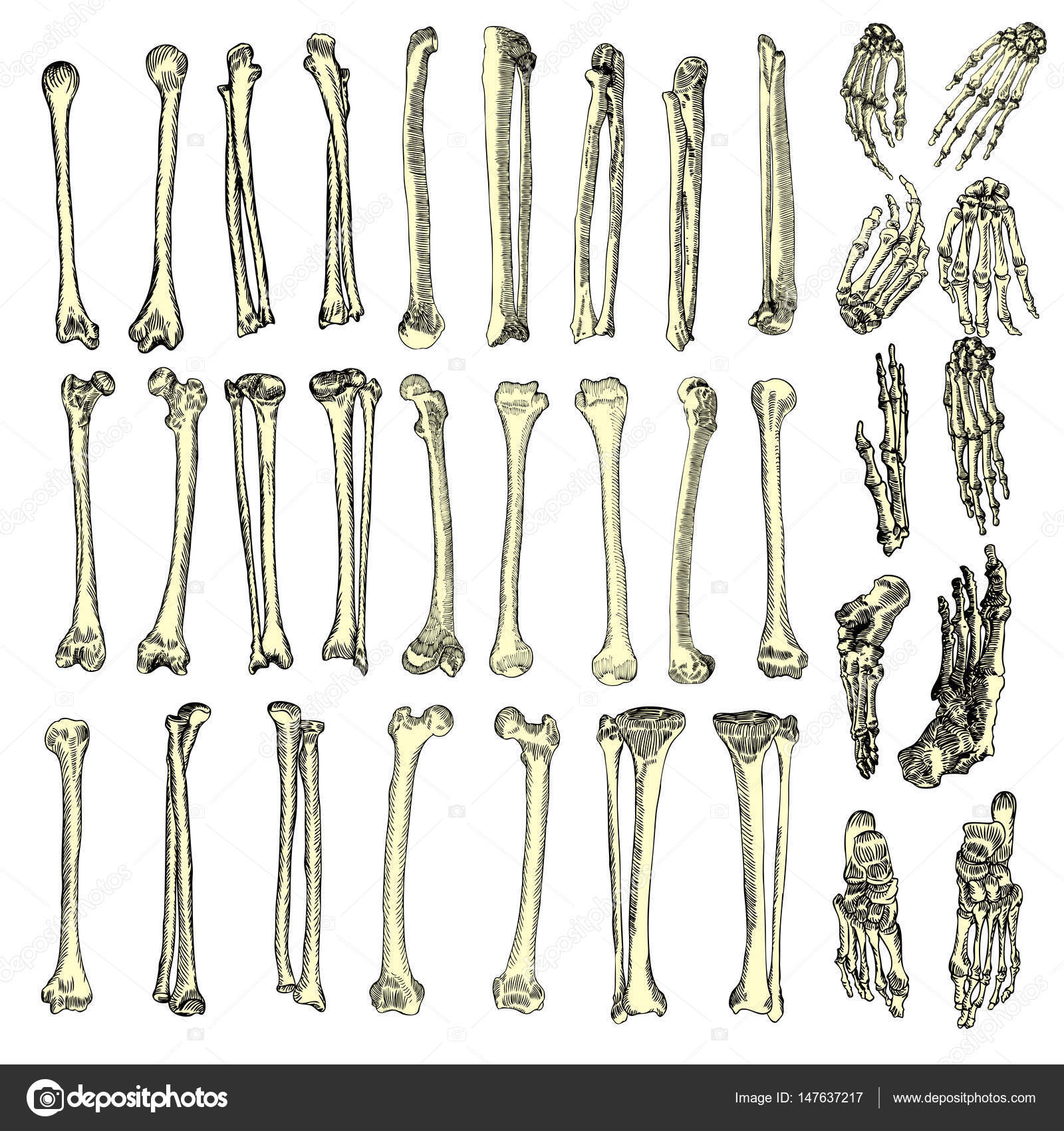 Human Bone Drawing at GetDrawings Free download