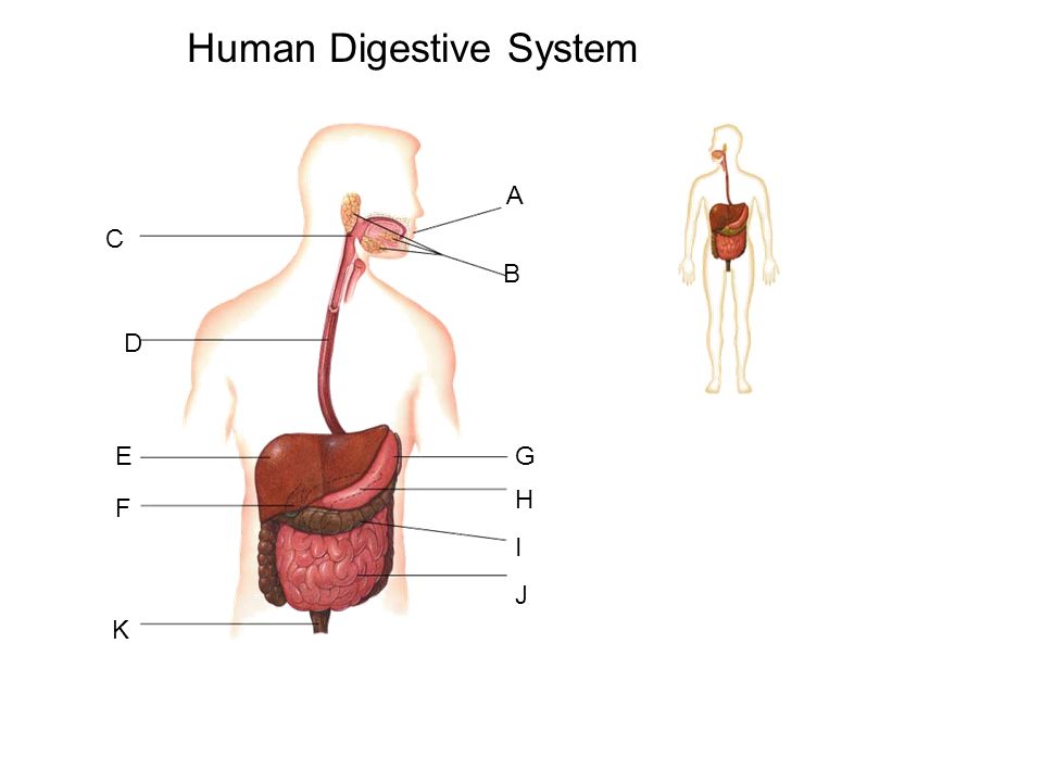 Human Digestive System Drawing at GetDrawings | Free download